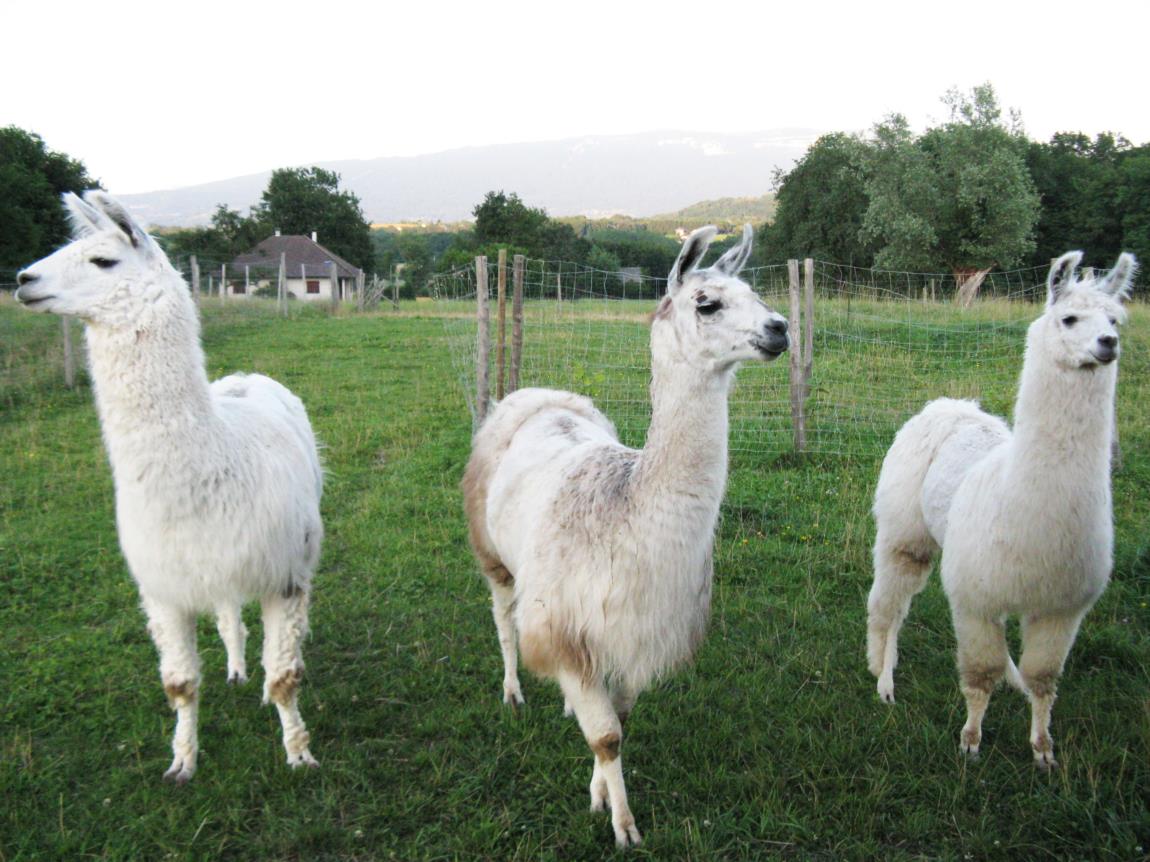 lamas